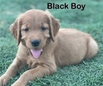 Small #5 Golden Retriever