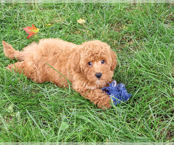 Medium Photo #3 Goldendoodle mix (+ Poodle Standard) Puppy For Sale in SYRACUSE, IN, USA