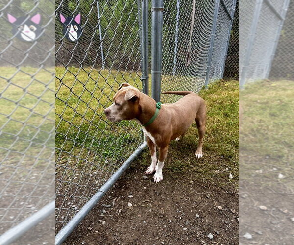Medium Photo #2 Mutt Puppy For Sale in Glen Allen, VA, USA