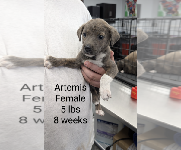 Medium Photo #2 Mutt Puppy For Sale in Rockville, MD, USA