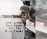 Small #1 Mutt