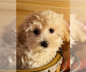Maltese-Poodle (Toy) Mix Puppy for sale in CROSSVILLE, TN, USA