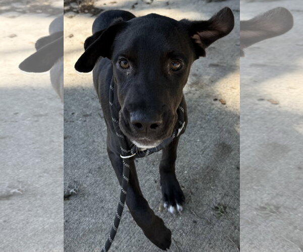 Medium Photo #2 Mutt Puppy For Sale in Sanford, FL, USA