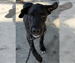 Small #1 Mutt