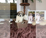 Small Photo #21 Australian Shepherd Puppy For Sale in LEXINGTON, SC, USA