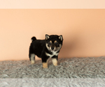 Small Photo #3 Shiba Inu Puppy For Sale in MILLERSBURG, IN, USA