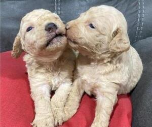 Goldendoodle (Miniature) Puppy for sale in HICKORY, NC, USA
