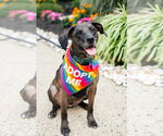 Small Catahoula Leopard Dog