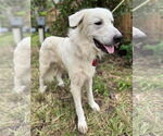 Small #2 Great Pyrenees