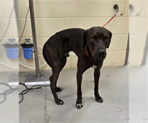 Labrador Retriever Dogs for adoption in Sanford, FL, USA