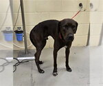 Small Labrador Retriever