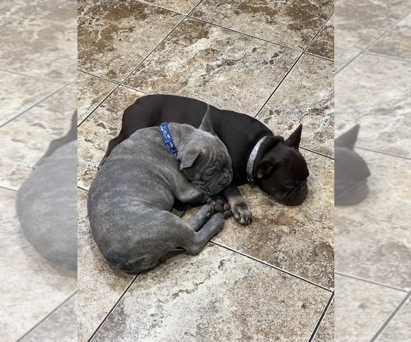 Medium Photo #5 French Bulldog Puppy For Sale in BRIGHTON, CO, USA