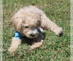 Small #15 Poodle (Miniature)