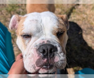 Bulldog Dogs for adoption in Denver, CO, USA