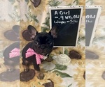 Image preview for Ad Listing. Nickname: Sweet Pea
