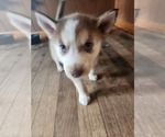 Small #10 Australian Shepherd-Siberian Husky Mix