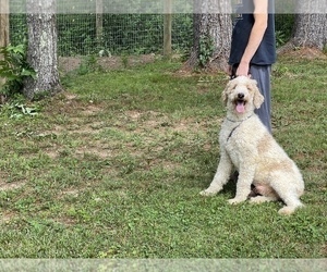 Father of the Australian Cattle Dog-Poodle (Standard) Mix puppies born on 06/12/2022