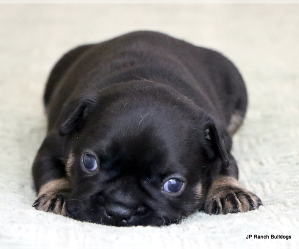 Medium Photo #1 French Bulldog Puppy For Sale in WINNSBORO, TX, USA