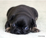Small Photo #1 French Bulldog Puppy For Sale in WINNSBORO, TX, USA