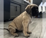 Small Photo #3 Mastiff Puppy For Sale in HESPERIA, CA, USA