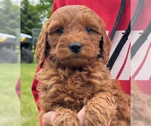 Goldendoodle (Miniature) Puppy for sale in HULL, IA, USA
