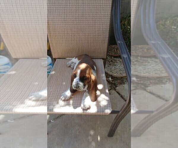 Medium Photo #6 Basset Hound Puppy For Sale in PARKER, AZ, USA
