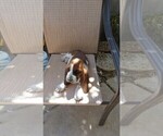 Small Photo #6 Basset Hound Puppy For Sale in PARKER, AZ, USA