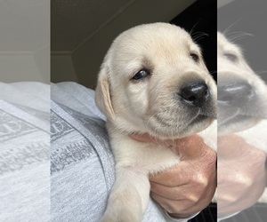 Labrador Retriever Puppy for sale in OSYKA, MS, USA
