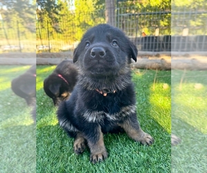 Medium German Shepherd Dog