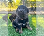 Puppy 26F Orange German Shepherd Dog