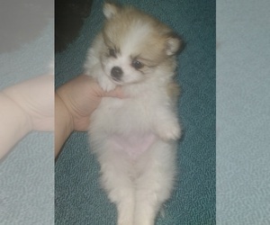 Pomeranian Puppy for sale in PONCA, NE, USA