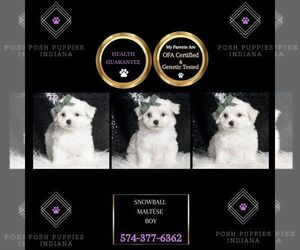 Maltese Puppy for sale in WARSAW, IN, USA