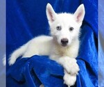 Small Photo #2 Siberian Husky Puppy For Sale in GROVESPRING, MO, USA