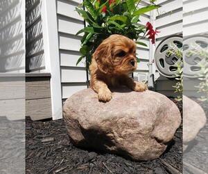 Cavalier King Charles Spaniel Puppy for sale in MEMPHIS, NY, USA
