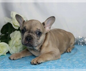 French Bulldog Puppy for sale in FREDERICKSBG, OH, USA