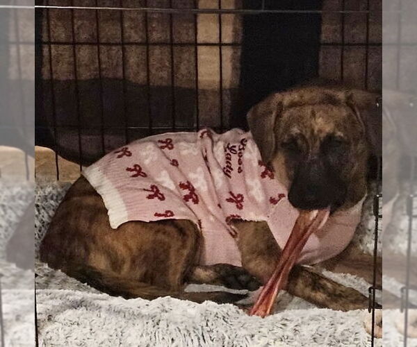 Medium Photo #2 Plott Hound-Unknown Mix Puppy For Sale in San Juan Capistrano, CA, USA