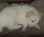 Small Photo #8 Goldendoodle Puppy For Sale in COLCHESTER, CT, USA