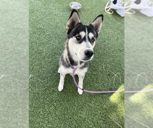 Medium Photo #1 Siberian Husky Puppy For Sale in Downey, CA, USA