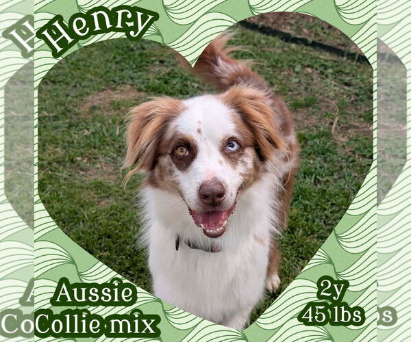 Medium Photo #2  Puppy For Sale in , 