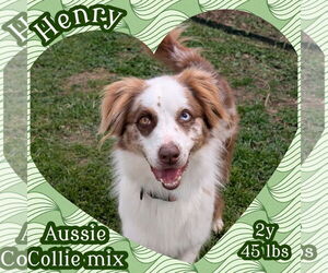 Australian Shepherd Dogs for adoption in Dallas, TX, USA