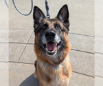 Small Photo #2 German Shepherd Dog Puppy For Sale in Alameda, CA, USA