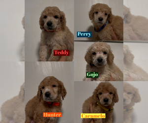 Poodle (Standard) Puppy for sale in EXETER, CA, USA