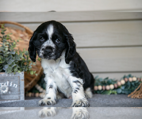 Medium Photo #2 Cocker Spaniel Puppy For Sale in SEAMAN, OH, USA