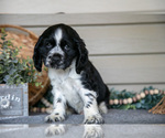 Small #1 Cocker Spaniel