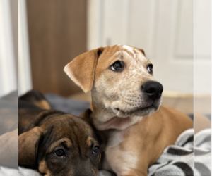 Mutt Dogs for adoption in Plainfield, IL, USA