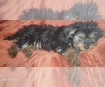 Small Photo #9 Yorkshire Terrier Puppy For Sale in AKRON, OH, USA