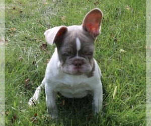 French Bulldog Puppy for sale in GRAND RAPIDS, MI, USA