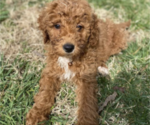 Puppy 12 Goldendoodle
