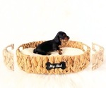 Small #5 Dachshund