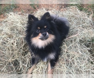 Father of the Pomeranian puppies born on 09/03/2019